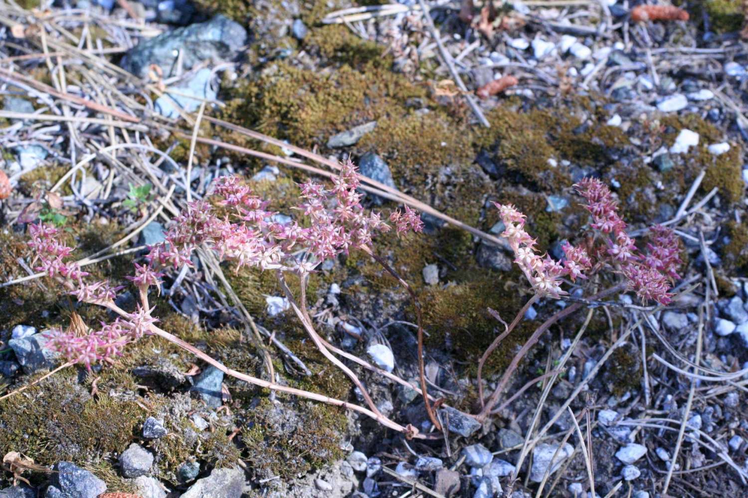 Phedimus stellatus / Borracina spinosa